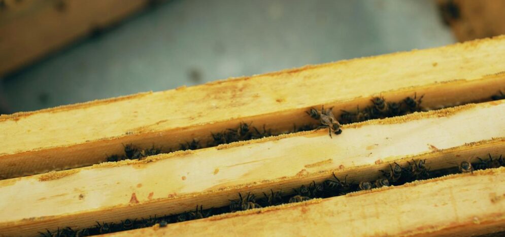 Entretien régulier du parquet : ce qu’il faut savoir