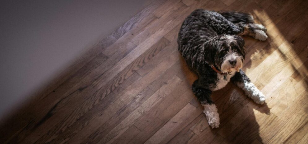 Traitement anti-humidité et remontées capillaires pour sols en bois