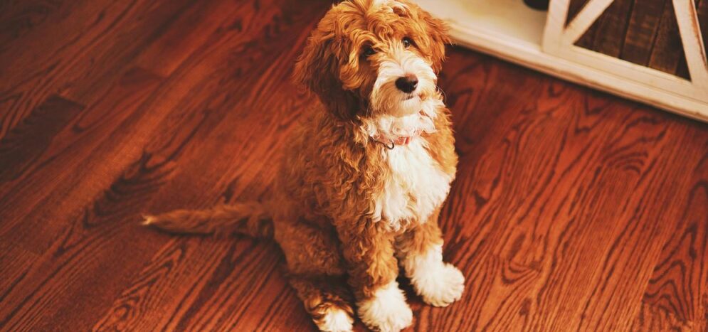 Entretien parquet dans immeubles avec animaux domestiques Entretien parquet dans immeubles avec animaux domestiques